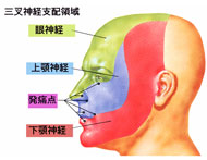 三叉神経支配領域